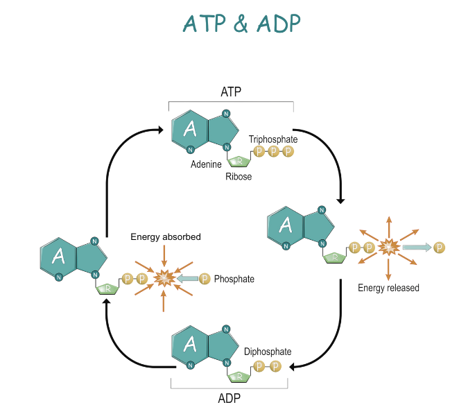 Adenine Ribose Triphosphate