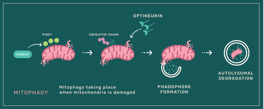 boost your mitochondria