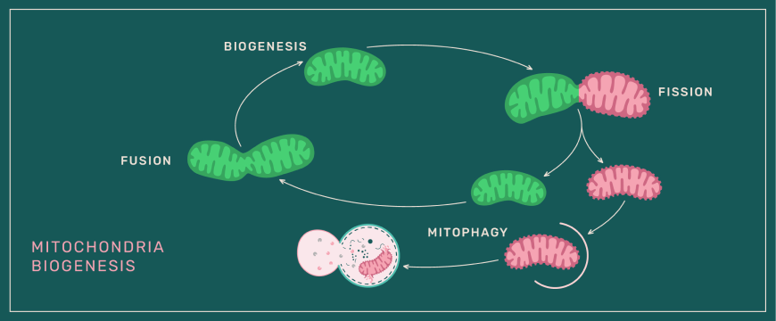 Mitochondria Biogenesis