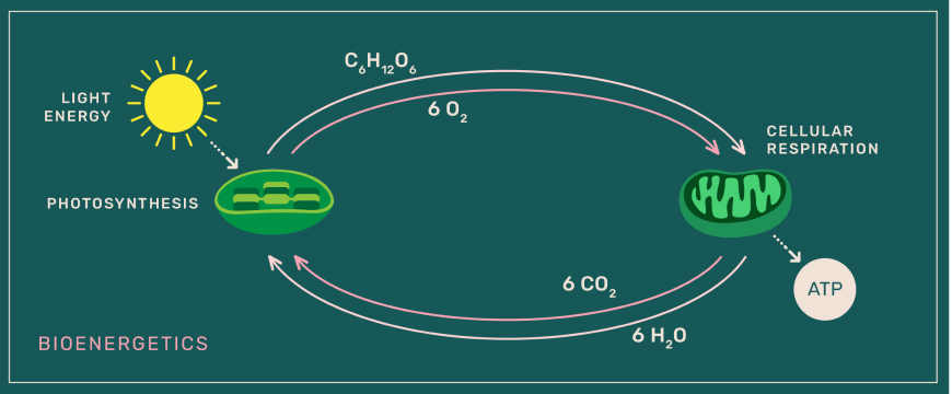 Bioenergetics