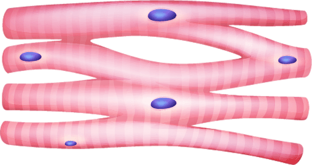 Cardiac-muscle