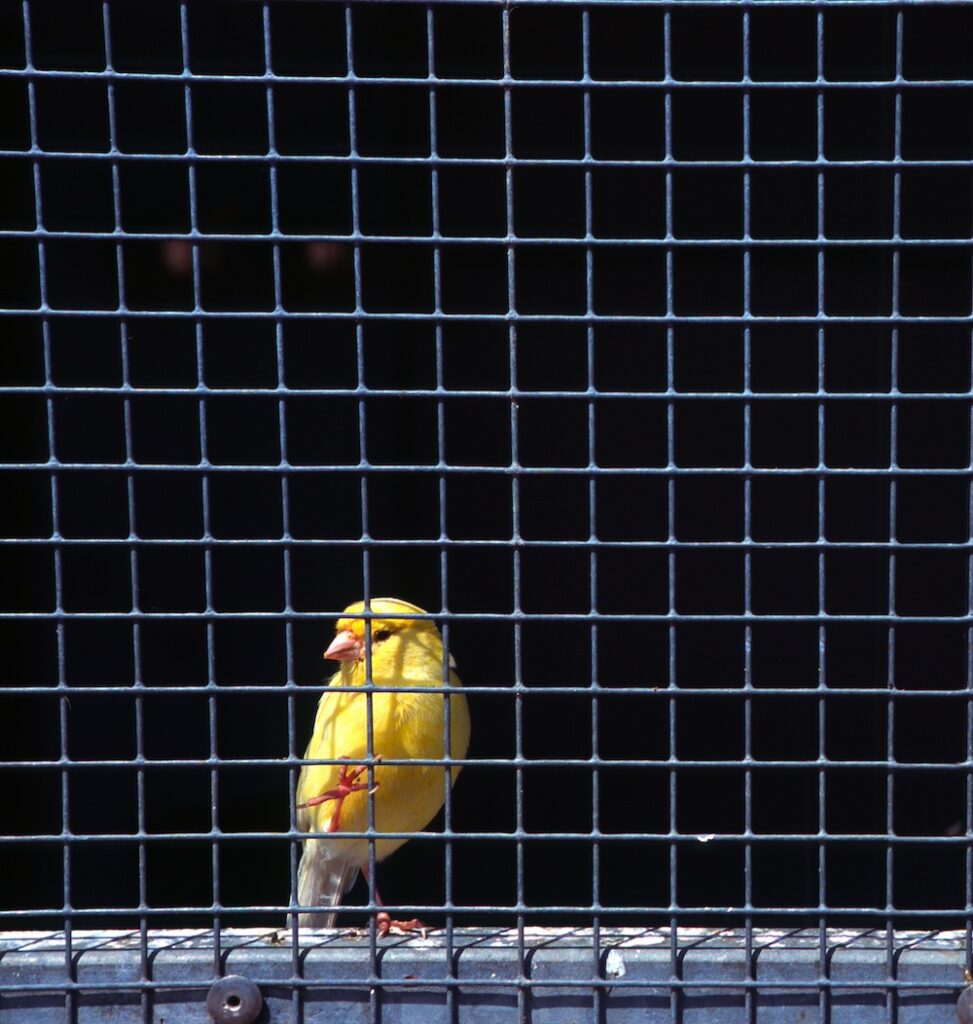 A canary, perched inside a metal cage.