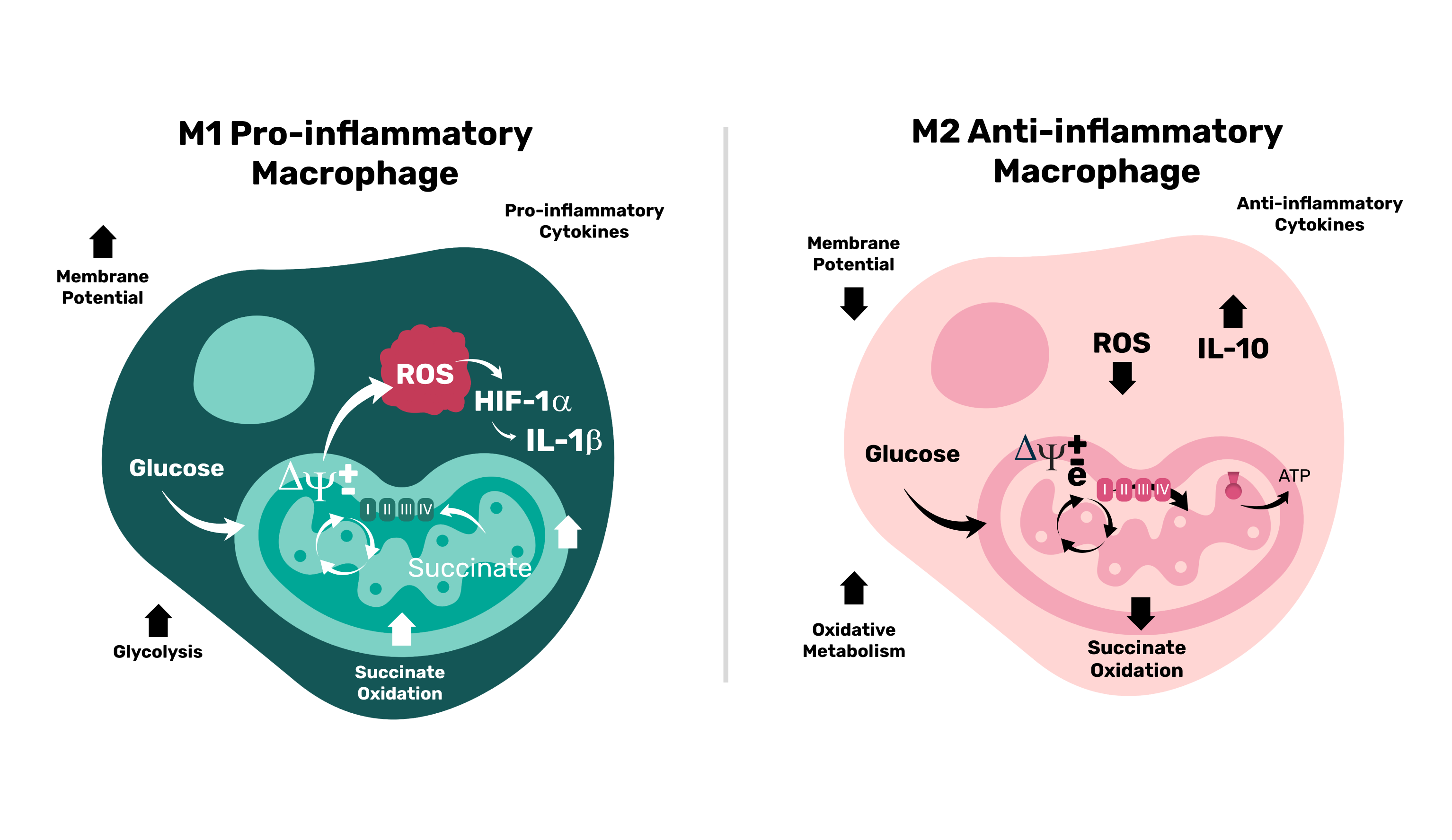 Pro-inflammatory Macrophage,M2 Anti-inflammatory Macrophage