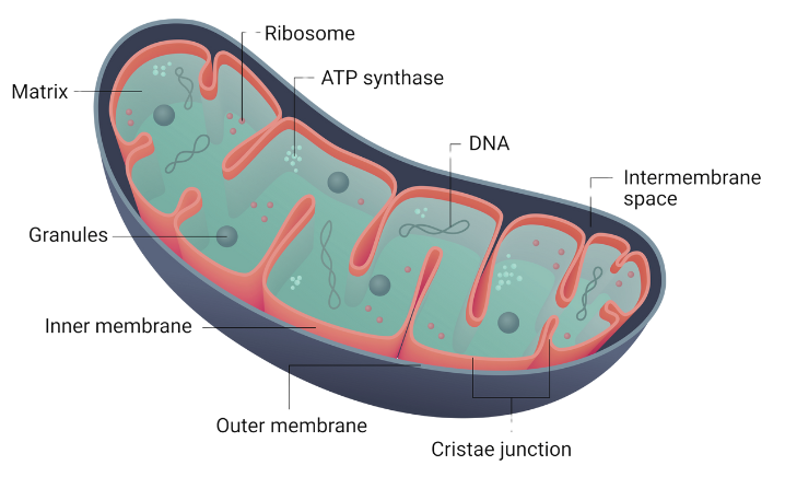 Mitochondrial Structure