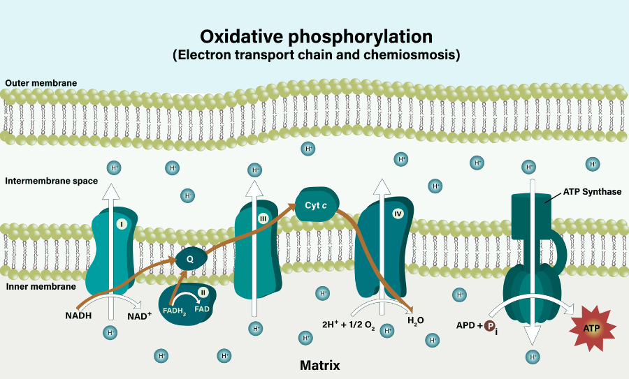 Electron transport chain